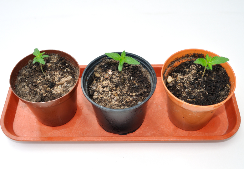 Príčiny pomalého rastu konope: Čo bráni rastline v raste?